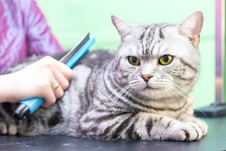 Gentle Grooming Tools for Happy Pets