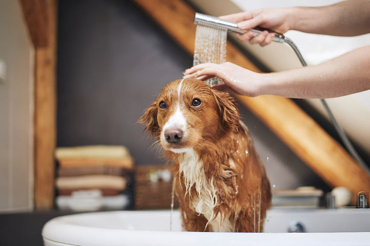 Fresh Bath Supplies for Clean Pets